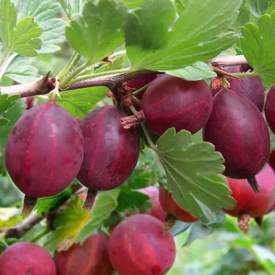 Крыжовник ХИННОМАКИ РОТ в Волковыске