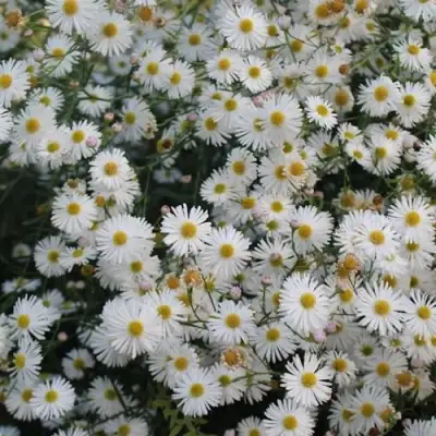 Болтония СНОУБЭНК в Волковыске