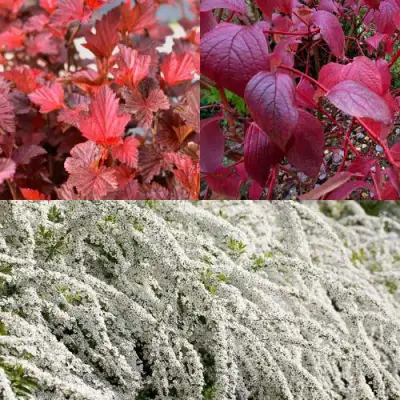 Комплект ЖИВАЯ ИЗГОРОДЬ в Волковыске