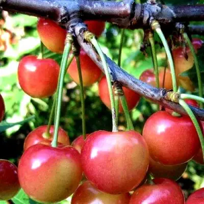 Черешня ГАСТИНЕЦ в Волковыске