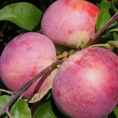 Яблоня БЕЛОРУССКОЕ МАЛИНОВОЕ в Волковыске