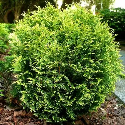 Туя ВОТЕРФИЛД западная в Волковыске