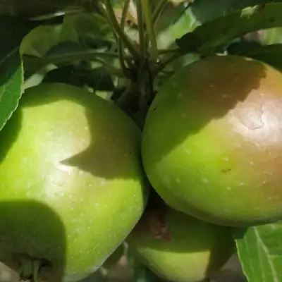 Яблоня ПАМЯТЬ СИКОРЫ в Волковыске