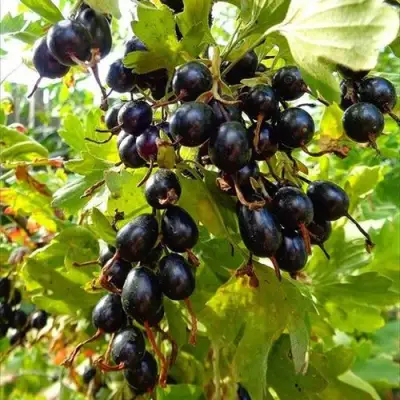 Смородина золотистая ОВАЛЬНАЯ в Волковыске