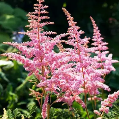 Астильба ЭДЕНС ОДИССЕЙ Арендса в Волковыске