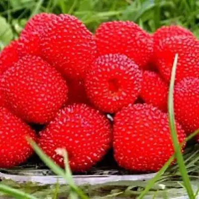 Малина ТИБЕТСКАЯ (РОЗОЛИСТНАЯ) в Волковыске