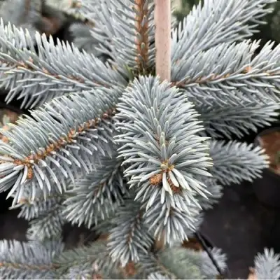 Ель РОЯЛ БЛЮ колючая  в Волковыске