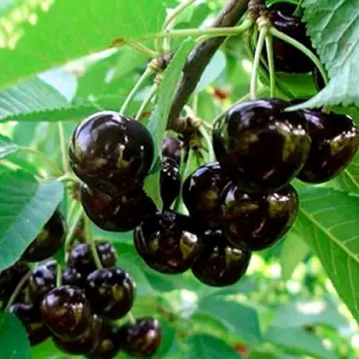 Черешня МУСКАТНАЯ в Волковыске