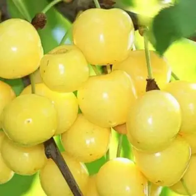 Черешня РОССОШАНСКАЯ ЗОЛОТАЯ в Волковыске