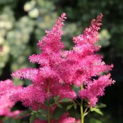 Астильба САННИ ДЕЙ гибридная в Волковыске