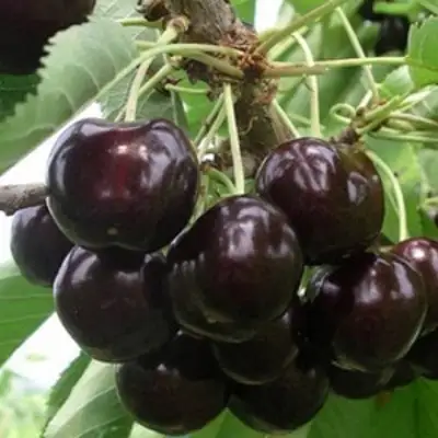 Вишня РОССОШАНСКАЯ ЧЕРНАЯ в Волковыске