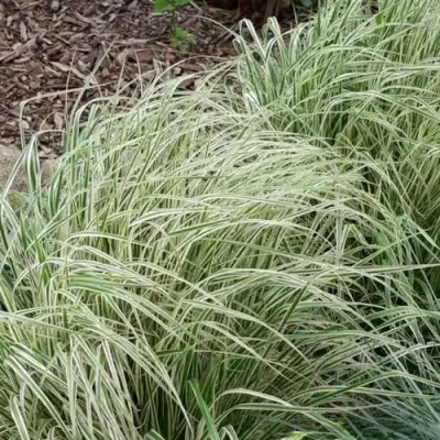 Вейник ОВЕРДАМ остроцветковый в Волковыске