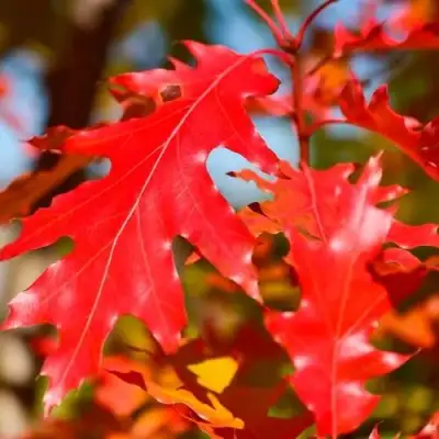 Дуб красный в Волковыске