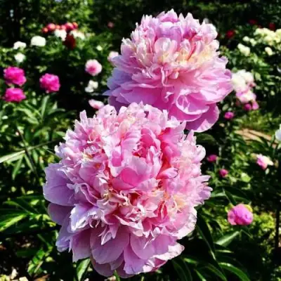 Пион ЛАВОН травянистый в Волковыске