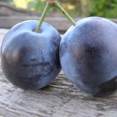 Слива БЛЮФРИ в Волковыске