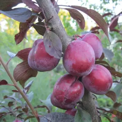 Слива ЛАМА в Волковыске