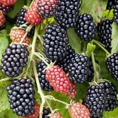 Ежевика НАВАХО бесшипная  в Волковыске