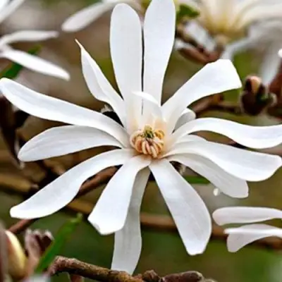 Магнолия СТЕЛЛАТА в Волковыске