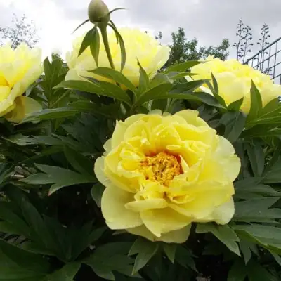 Пион БАРЦЕЛЛА (БАРТЗЕЛЛА) ито-гибрид в Волковыске