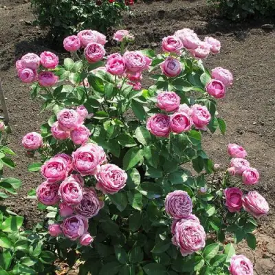 Роза МИСТИ БАБЛС спрей в Волковыске