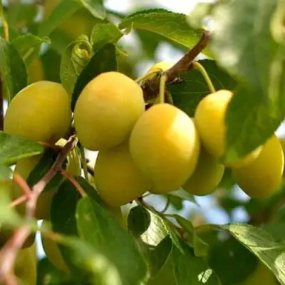 Слива ОЧАКОВСКАЯ ЖЕЛТАЯ в Волковыске