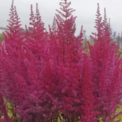 Астильба МАЙТИ ЧОКОЛАТ ЧЕРРИ китайская в Волковыске