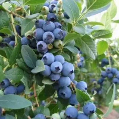 Голубика ЭЛЛИОТ в Волковыске