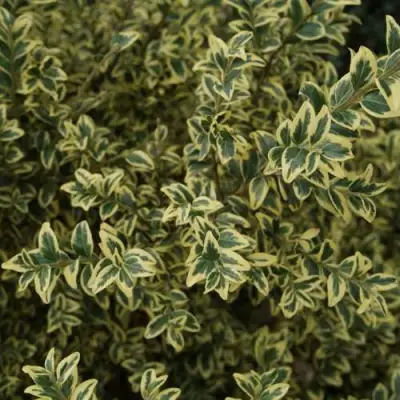 Самшит АУРЕАВАРИЕГАТА в Волковыске