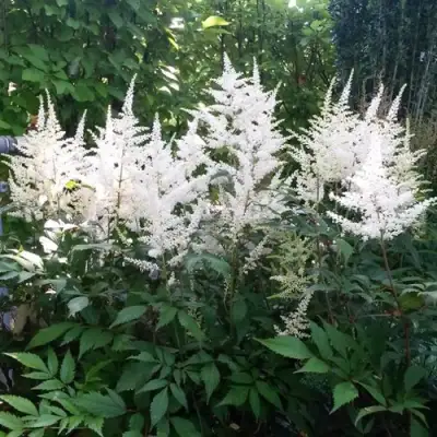 Астильба БРАУТШЛЕЙЕР Арендса в Волковыске