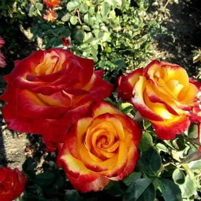 Роза ХАЙ МЭДЖИК чайно-гибридная в Волковыске