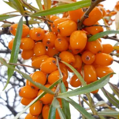 Облепиха КОСТЕР в Волковыске