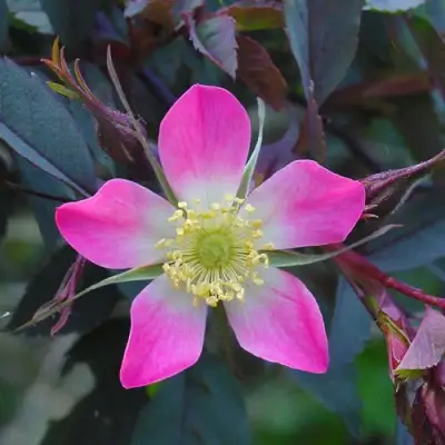 Роза сизая в Волковыске