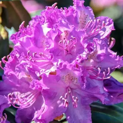 Рододендрон АЛЬФРЕД в Волковыске