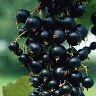 Смородина чёрная ВЕЛОЙ (ЛЕНИНГРАДСКАЯ СЛАДКАЯ) в Волковыске