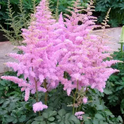 Астильба ГИАЦИНТ Арендса в Волковыске