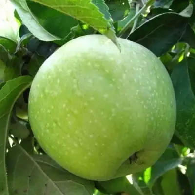 Яблоня РЕНЕТ СИМИРЕНКО в Волковыске