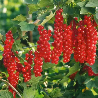 Смородина красная РУДНЕУС в Волковыске