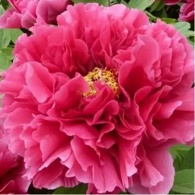 Пион КОРОЛЕВСКИЙ ЦВЕТОК древовидный в Волковыске