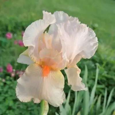 Ирис ПАТИ ДРЕСС бородатый в Волковыске