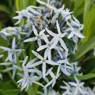 Амсония иволистная в Волковыске