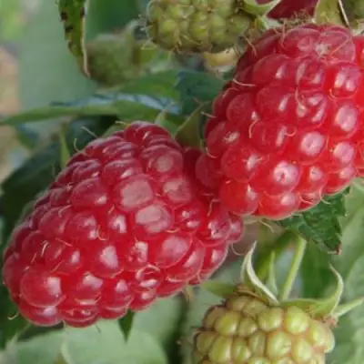 Малина РАДЗИЕВА в Волковыске