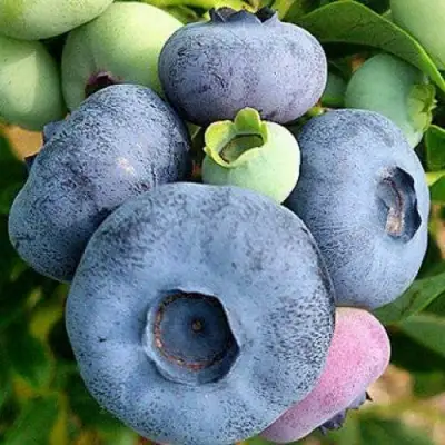 Голубика ПАТРИОТ в Волковыске