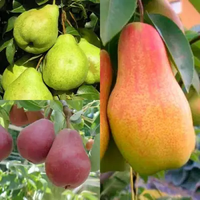 Комплект ГРУШЕВОЕ АССОРТИ в Волковыске