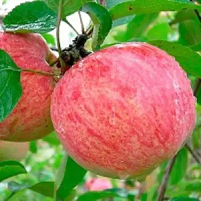 Яблоня КОРИЧНОЕ ПОЛОСАТОЕ в Волковыске