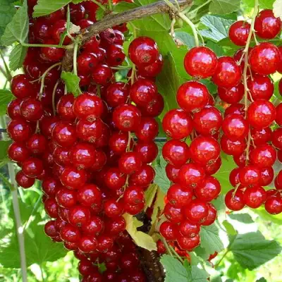 Смородина красная ЙОНКЕР ВАН ТЕТЦ в Волковыске