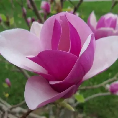 Магнолия СУЛАНЖА в Волковыске