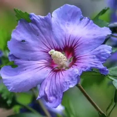 Гибискус МАРИНА сирийский в Волковыске