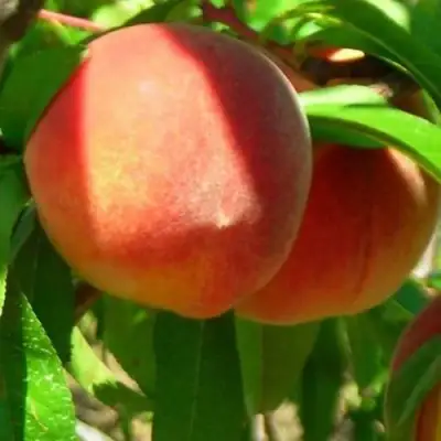 Персик РЕД ХЕВЕН в Волковыске