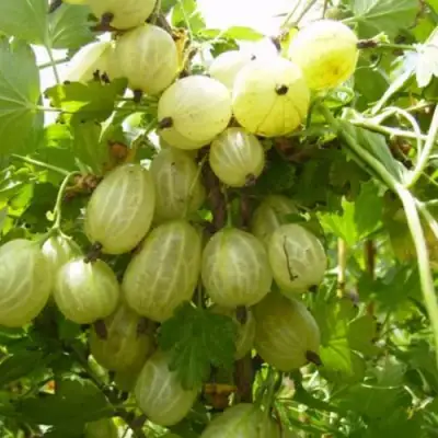 Крыжовник ИНВИКТА в Волковыске