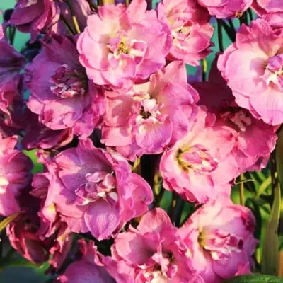 Дельфиниум ДЕЛЬФИС ПИНК ПАУЭ высокий в Волковыске